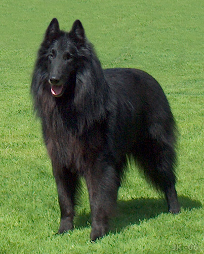 groenendael3.jpg