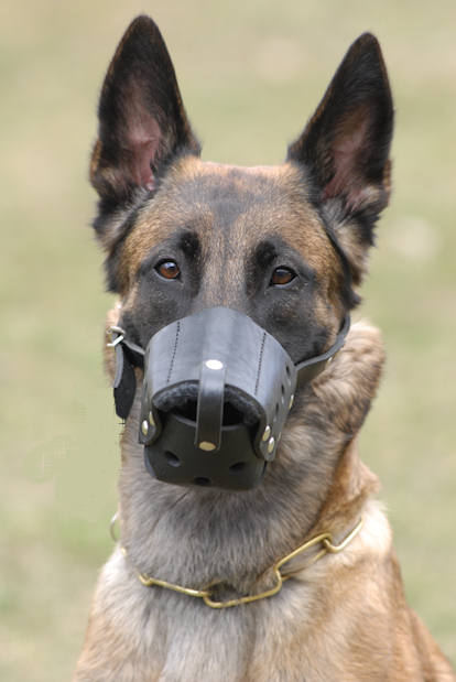 malinois.jpg