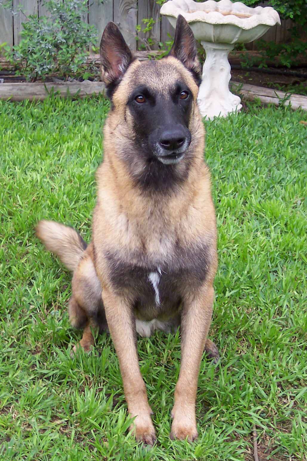 malinois01.jpg