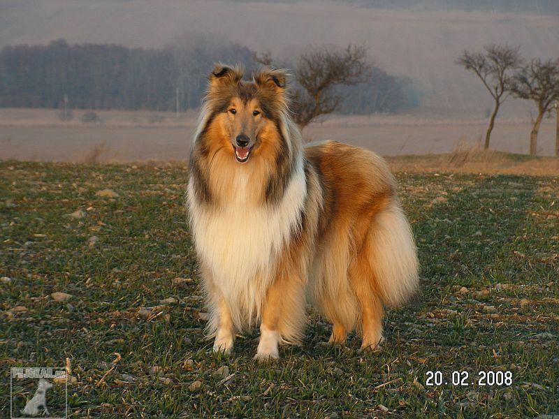 kolie-dlouhosrsta.jpg
